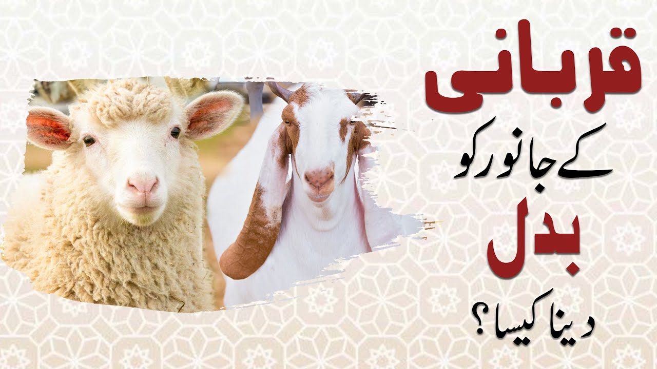 Qurbani Ka Janwar Badal Dena Kaisa?